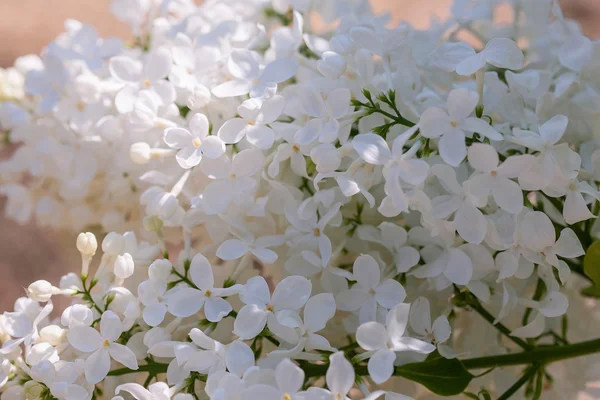 Lila blanca (Syringa ) —  Fotos de Stock