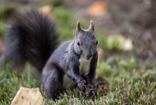 Ardilla (Sciurus vulgaris ) — Foto de Stock