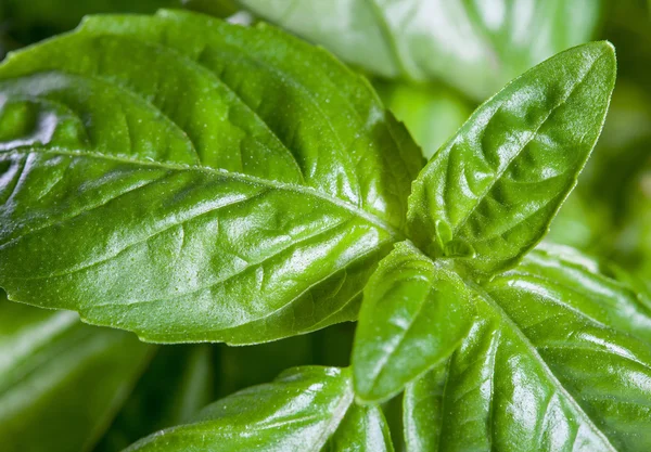 Fresh basil close up — Stock Photo, Image