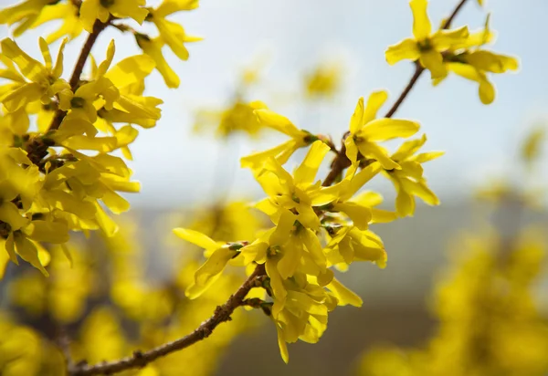 Žluté květy na pobočkách — Stock fotografie