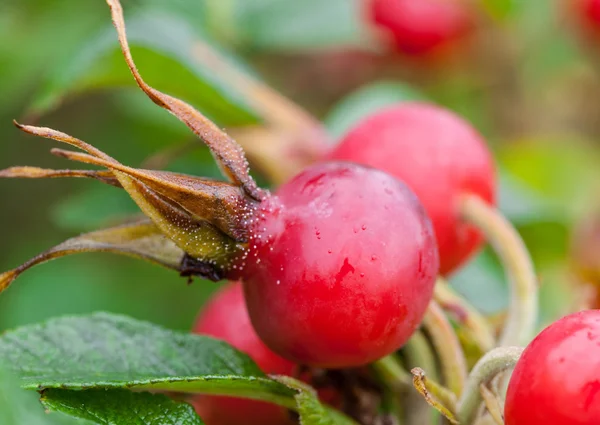 Ripe rosehip berries — Stock Photo, Image