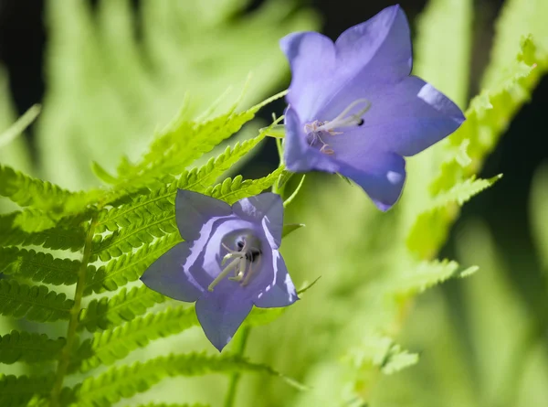 Beautiful bluebells (campanula) — Stock Photo, Image