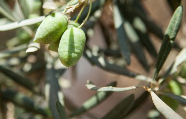 Yakın çekim yeşil zeytin