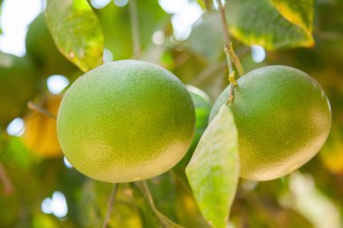 Yakın çekim yeşil greyfurt