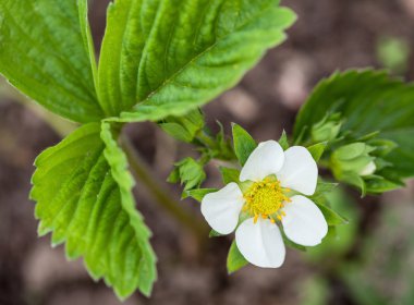 Flowering garden strawberry