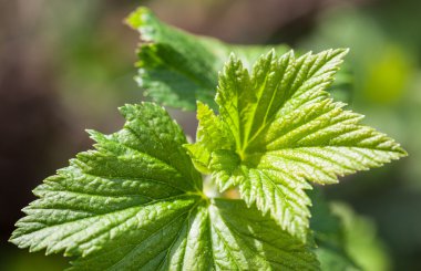 Leaves of currant bush