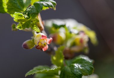 Leaves of currant bush