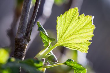 Leaves of currant bush