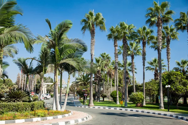 Resort com palmeiras — Fotografia de Stock