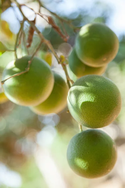 Närbild av gröna limefrukter — Stockfoto