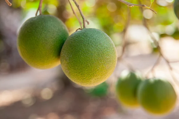 Närbild av gröna limefrukter — Stockfoto