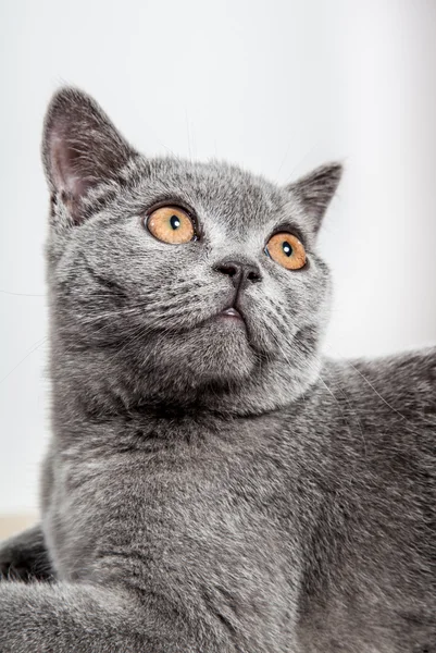 Portrait of a beautiful british cat — Stock Photo, Image