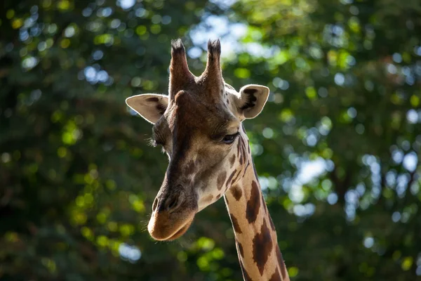 Giraffe among green trees — Stock Photo, Image