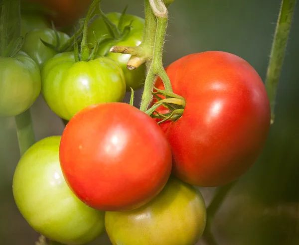 Tomates poussant sur une branche — Photo