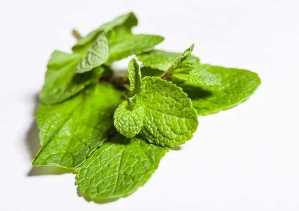 Fresh brandy mint — Stock Photo, Image