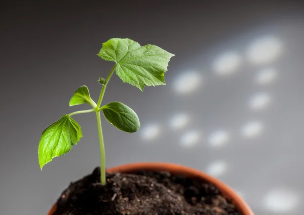 Young cucumber plant — Stock Photo, Image