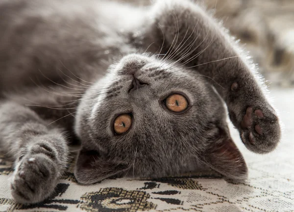 Gatito divertido jugando — Foto de Stock