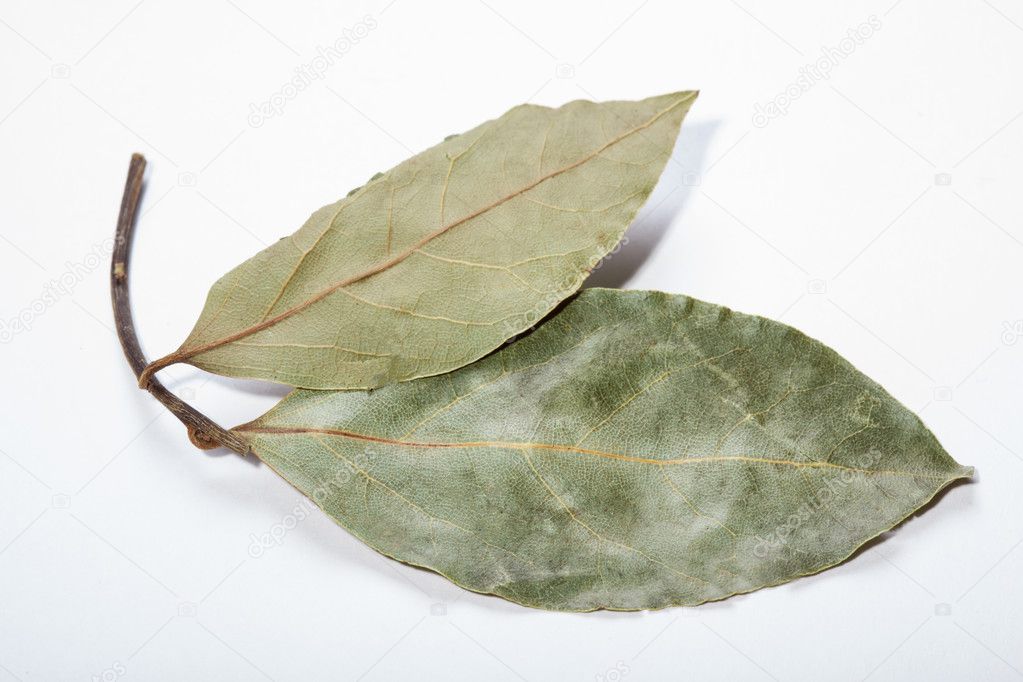 Close-up of bay leaves