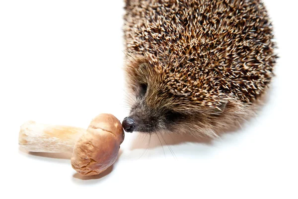 Söt igelkott luktar svamp — Stockfoto