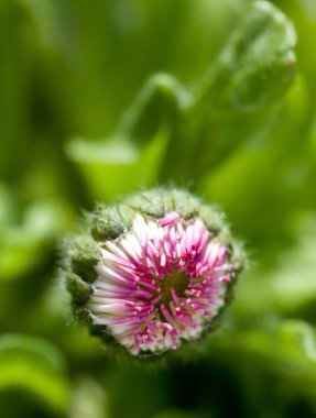 Daisy bud Close-Up