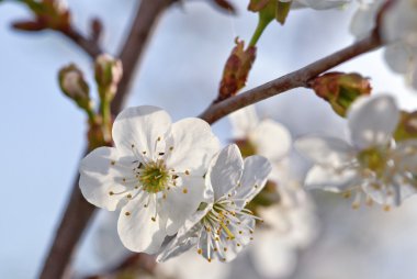 Çiçek açan elma ağacı