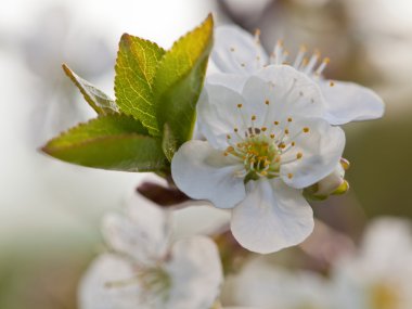 Çiçek açan elma ağacı