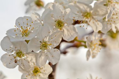 Çiçek açan elma ağacı