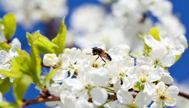 Elma ağacı ve çiçek pollinating arı