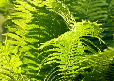 Fern genç yaprakları