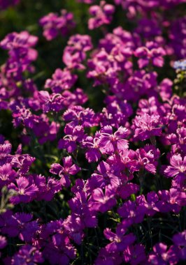 Parlak Menekşe Close-Up