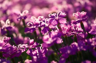 Parlak Menekşe Close-Up