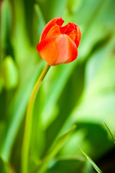 Hermoso tulipán rojo —  Fotos de Stock