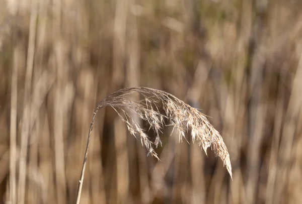 Spikelet-vidéki területen — Stock Fotó