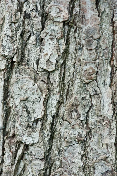 树皮的松树树干 — 图库照片