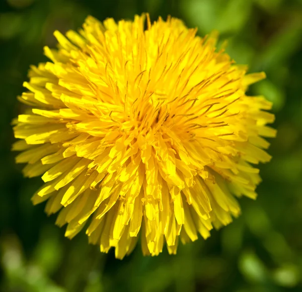 Yellow summer dandelion — Stock Photo, Image