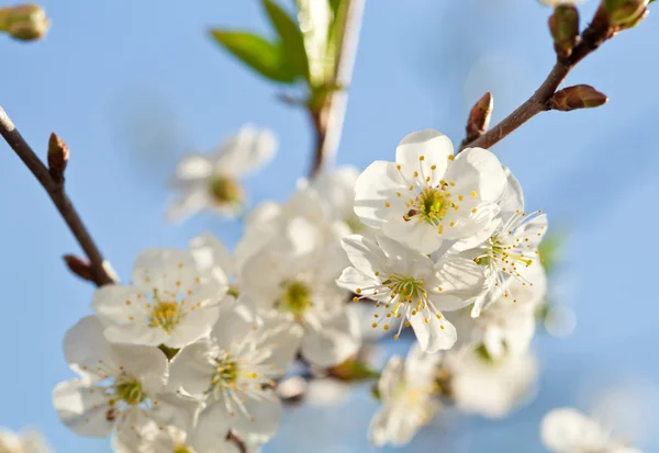 Bloeiende appelboom — Stockfoto