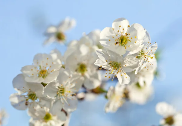 Bloeiende appelboom — Stockfoto