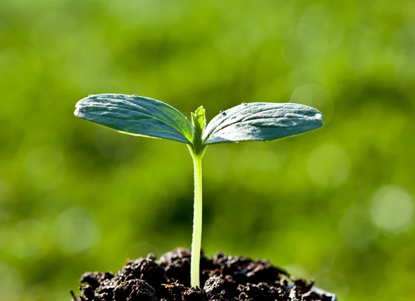 Las plantas verdes en el suelo —  Fotos de Stock