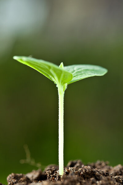 Green seedling in a soil