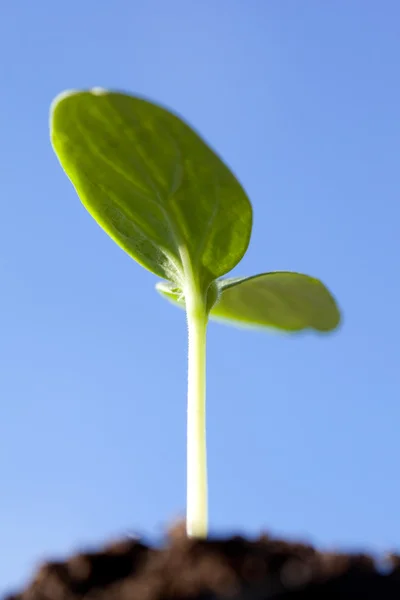 Geen plántulas en un suelo — Foto de Stock