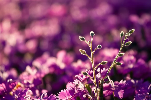 Gros plan sur les violettes vives — Photo