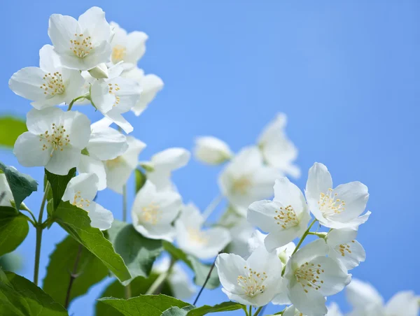 Jasmin квітів у розквіти — стокове фото