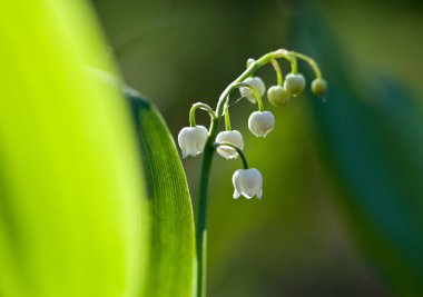 çiçek açan lily vadi