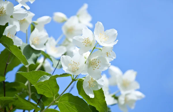 Jasmin flowers in bloom — Stock Photo, Image