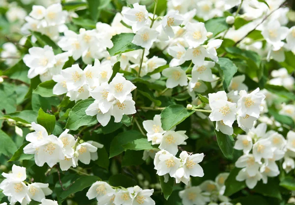 Schöne Jasminblüten — Stockfoto