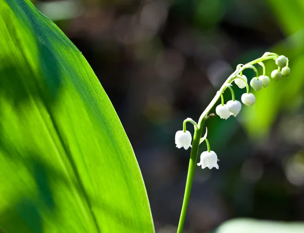 Çiçek açan lily vadi — Stok fotoğraf