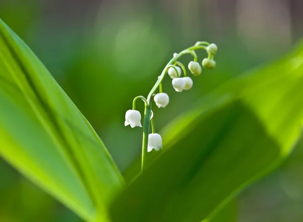 Giglio fiorito della valle — Foto Stock