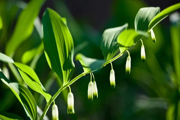 Beautiful forest flowers — Stock Photo, Image