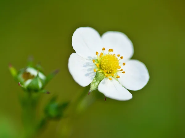 Wild strawberry blossoming — Stock Photo, Image