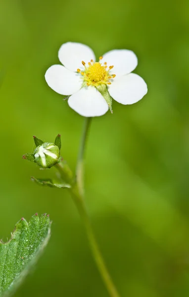 Floraison de fraises sauvages — Photo